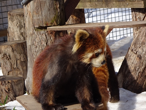 160312-20旭山動物園.jpg