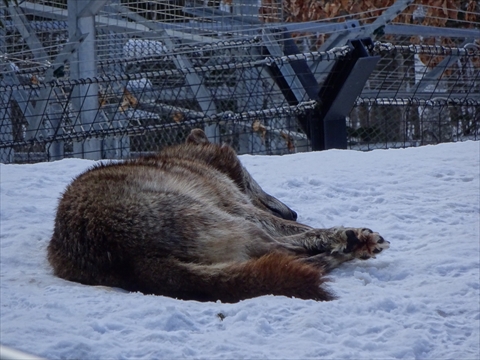 160312-22旭山動物園.jpg