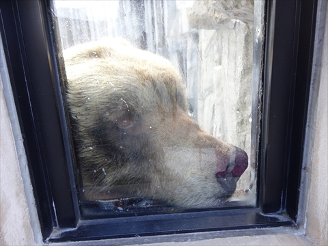 160312-23旭山動物園.jpg