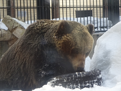 160312-24旭山動物園.jpg