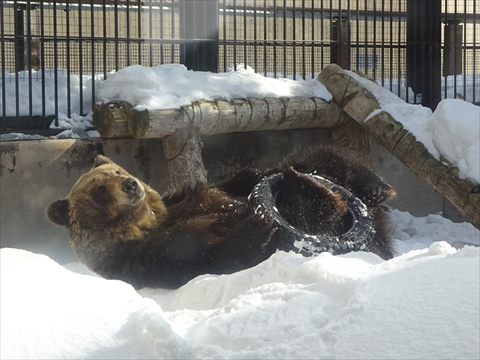 160312-25旭山動物園.jpg