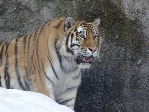 160312-27旭山動物園.jpg