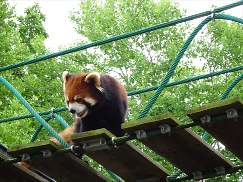 160718-20旭山動物園.jpg