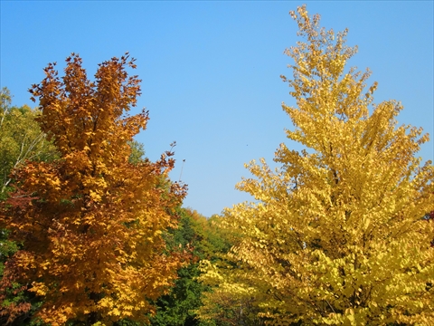 161016-01藻岩山.JPG