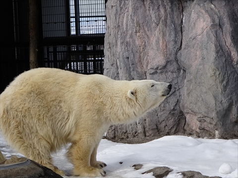 161126-15旭山動物園.jpg