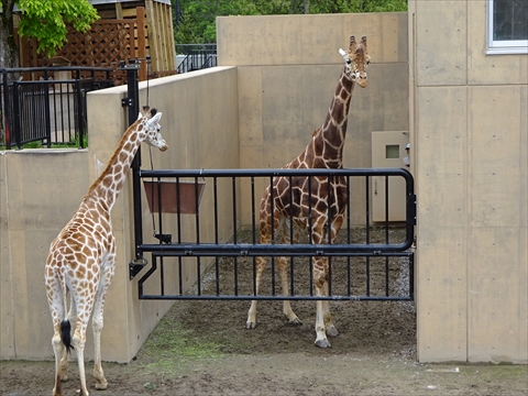 170611-21旭山動物園.jpg