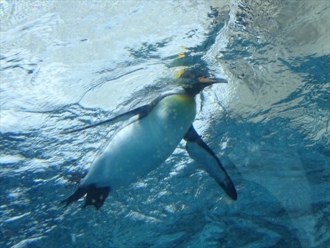 170611-24旭山動物園.jpg