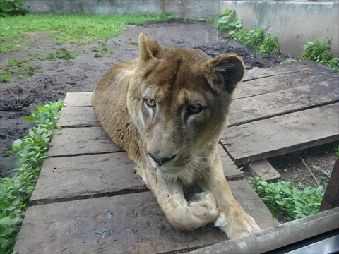 170611-25旭山動物園.jpg