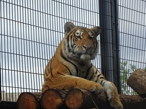 170611-26旭山動物園.jpg