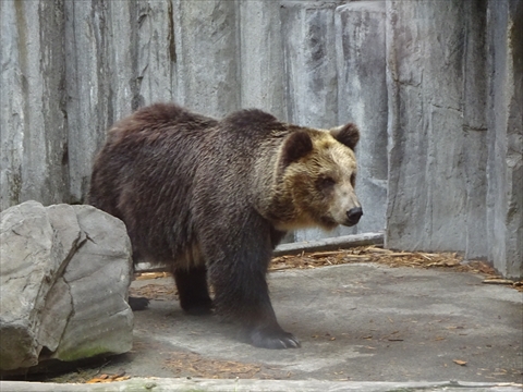 170611-27旭山動物園.jpg