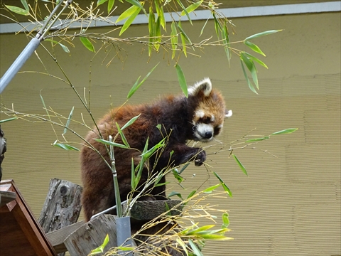 170611-29旭山動物園.jpg