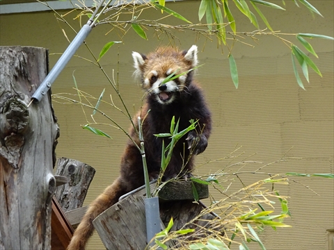 170611-30旭山動物園.jpg