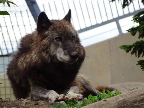 170611-31旭山動物園.jpg