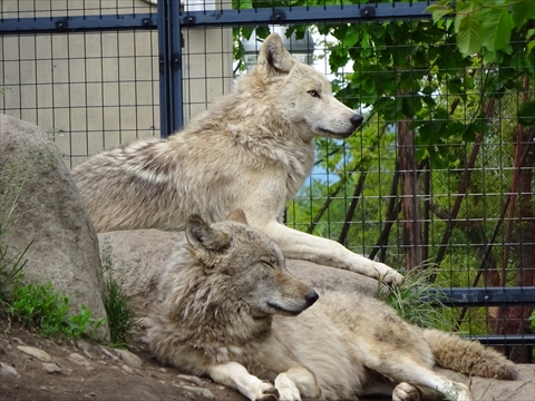 170611-32旭山動物園.jpg