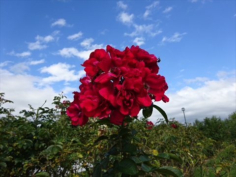 190817-23いわみざわ公園.jpg