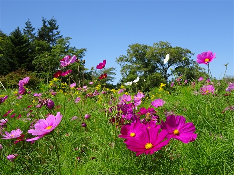 190901-10百合が原公園.jpg