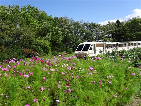 190901-11百合が原公園.jpg