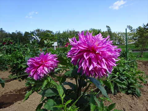 190901-13百合が原公園.jpg