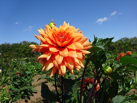 190901-14百合が原公園.jpg