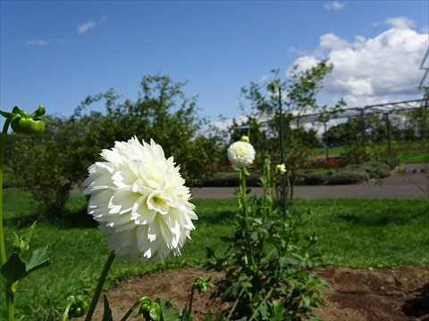 190901-16百合が原公園.jpg
