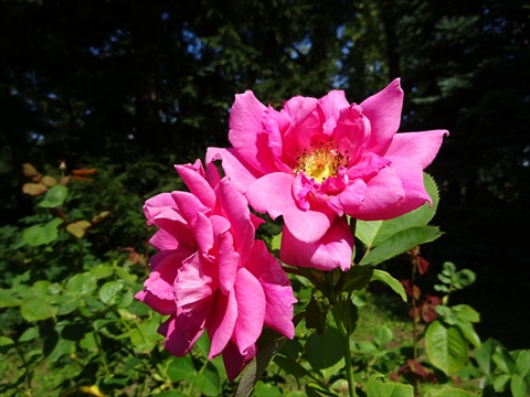 190901-17百合が原公園.jpg