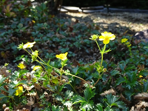 190901-19百合が原公園.jpg