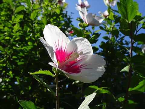 190901-25百合が原公園.jpg
