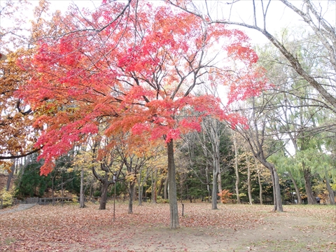 191104-21円山公園.jpg