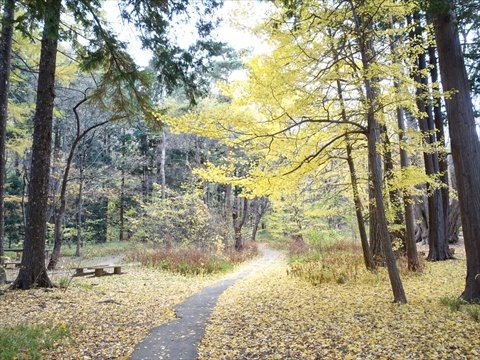 191104-26円山公園.jpg