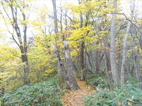 191104-28円山.jpg