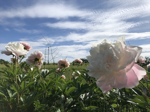 200621-01百合が原公園.jpg