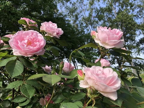 200621-03百合が原公園.jpg