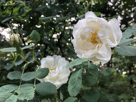 200621-04百合が原公園.jpg