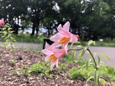 200621-09百合が原公園.jpg