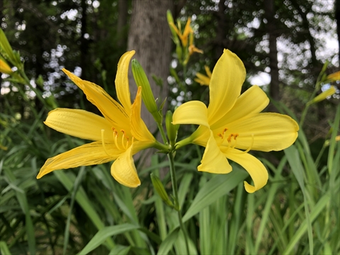 200621-10百合が原公園.jpg