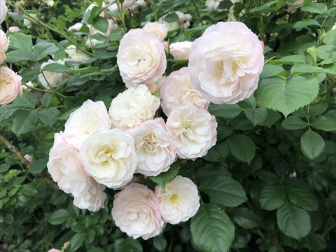 200627-05いわみざわ公園.jpg