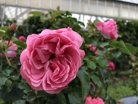 200627-06いわみざわ公園.jpg