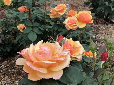 200627-12いわみざわ公園.jpg