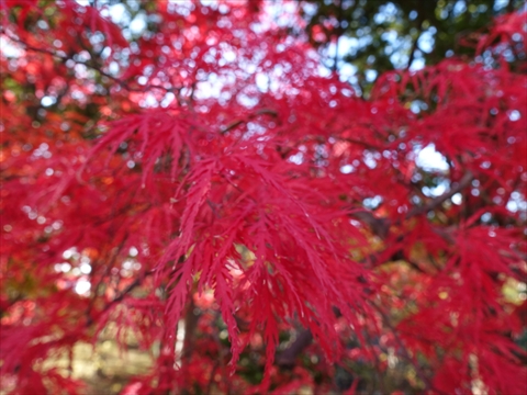 201108-03平岡樹芸センター.jpg