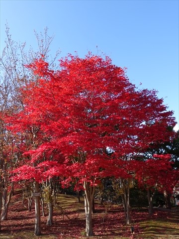 201108-04平岡樹芸センター.jpg