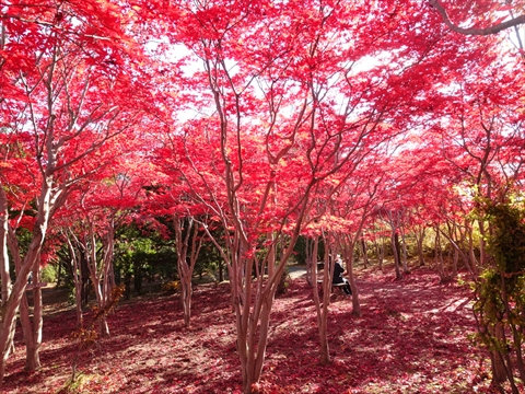 201108-05平岡樹芸センター.jpg