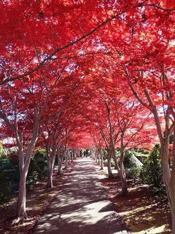 201108-06平岡樹芸センター.jpg