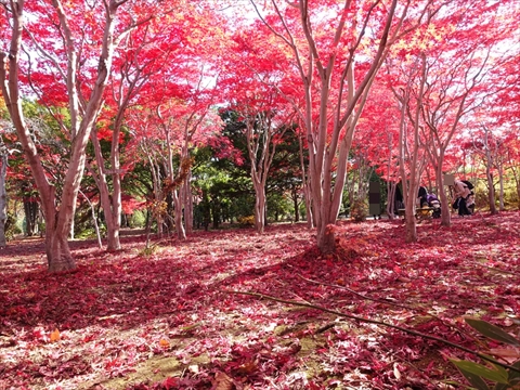 201108-08平岡樹芸センター.jpg