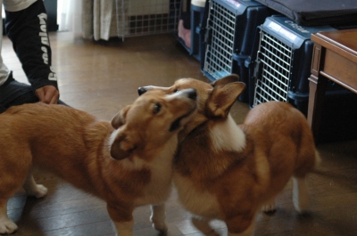 ハグ(*^^*)