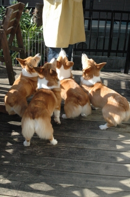おやつくれー