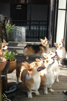 ぎゅうぎゅう。