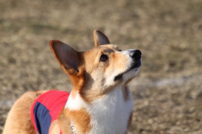たまらんとです