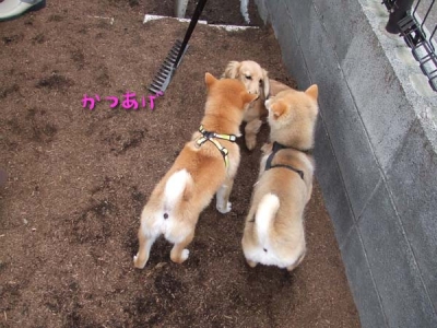Mダックスを柴犬が囲む。