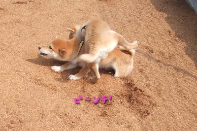 マメ危うし!