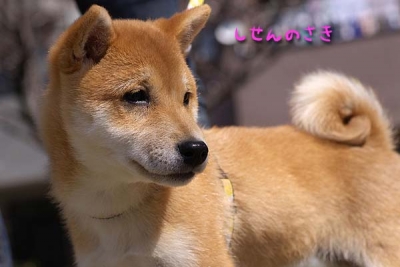 キョロキョロ。